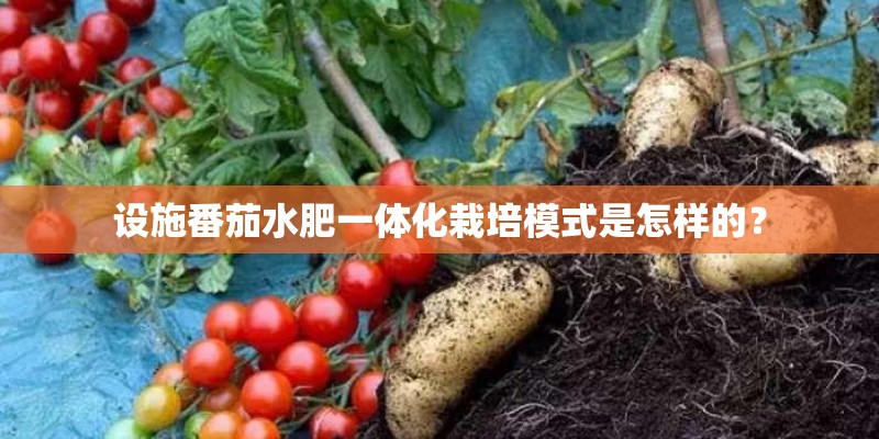 设施番茄水肥一体化栽培模式是怎样的？