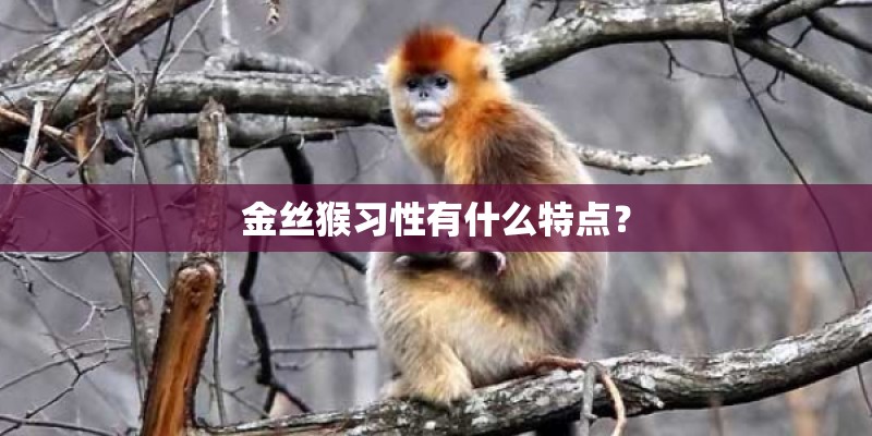 金丝猴习性有什么特点？