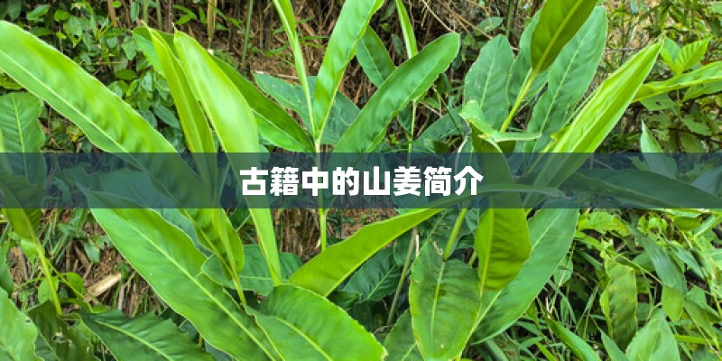 古籍中的山姜简介