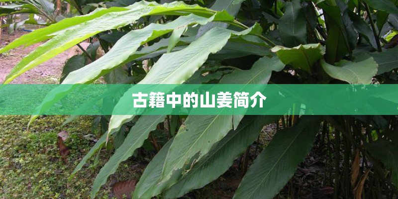 古籍中的山姜简介