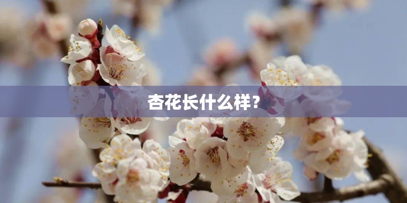 求湖北经视情感大搜索片尾曲《真情》歌词、