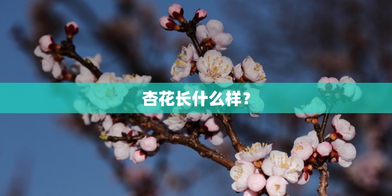 杏花长什么样？