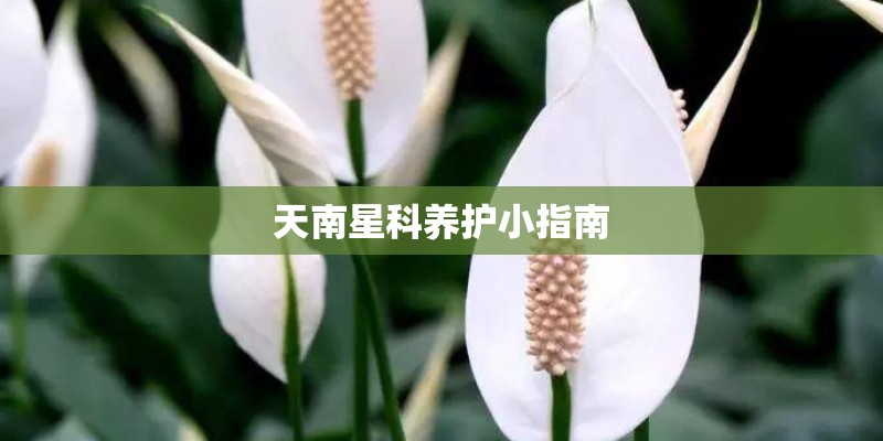 天南星科养护小指南