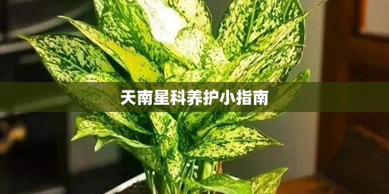 天南星科养护小指南